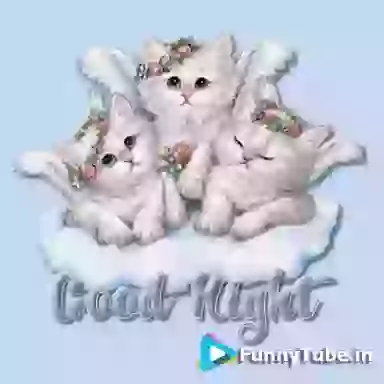 Good Night Cute Cat Animation GIF