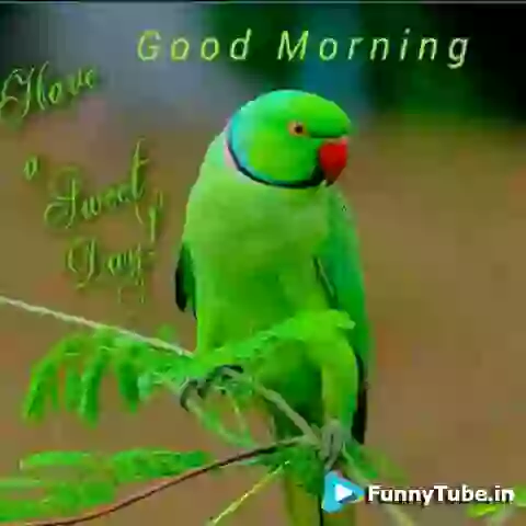 Good Wala Morning Good Morning Video
