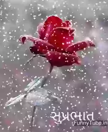 Good morning gif rosy morning