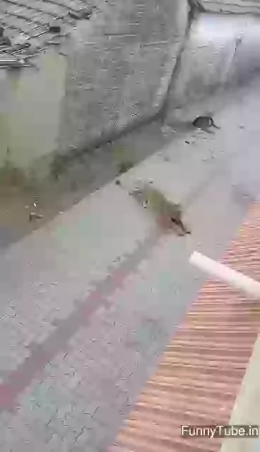 Hilarious Moment Sher In The City