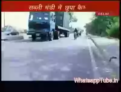 Injected water melon