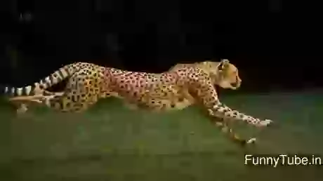 Its amazing how still it can keep its head