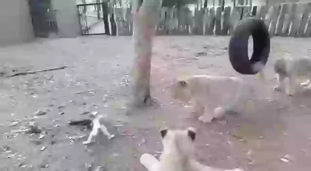 Jack Russel does not know its size