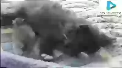 LIttle Kitty And Mouse Love