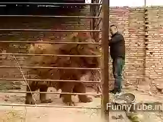 Look At This Dog Man