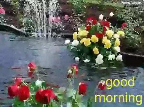 Lovely Animated Good Morning GIF