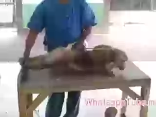 Monkey the yoga teacher