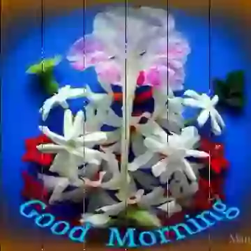 Morning Song Status Love Morning Status Good Morning Status Lovely Morning Status