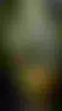 New Sai Baba Status Good Morning Video