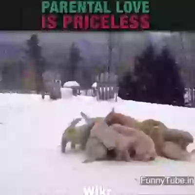 No one can love you how mother do