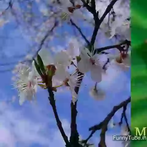 Om Ganeshay Namah good morning