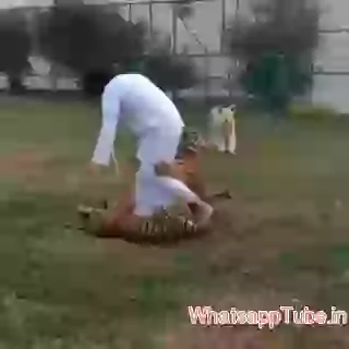 Playing with tiger kids