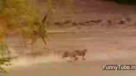 That Amazing Attempt Caught