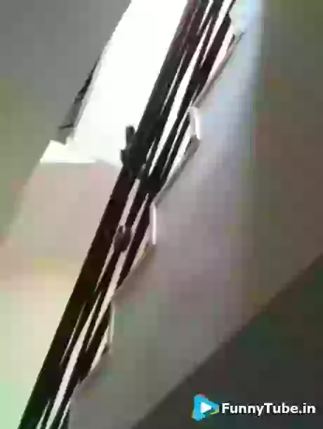 This skater bird amazing skills