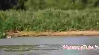 Very Rare Hunting Video