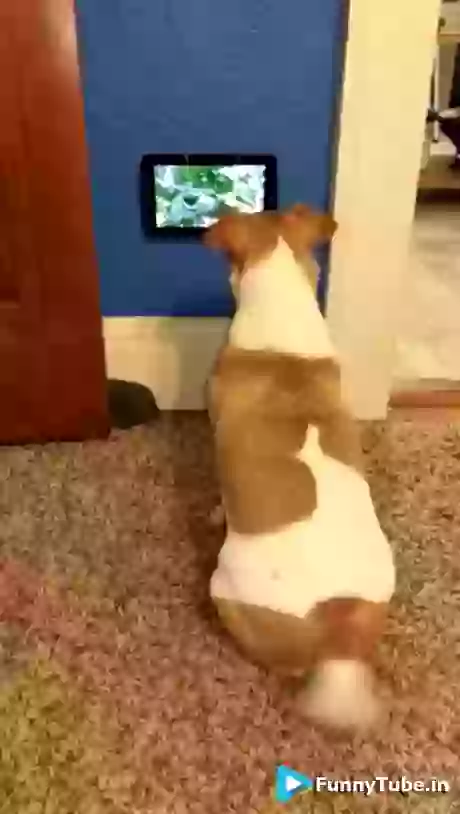 When You Love Your New TV Funny GIF