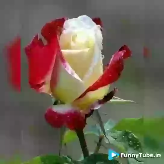 Wish You A Very Good Morning Video