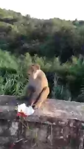 Bandar Kya Jane Peket Ka Swaad