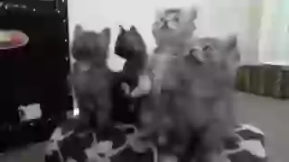 Funny cat - Must watch 