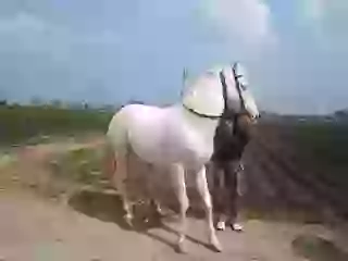 Hource Dancing On dhol