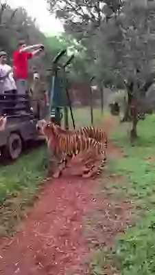 Tiger High Jump